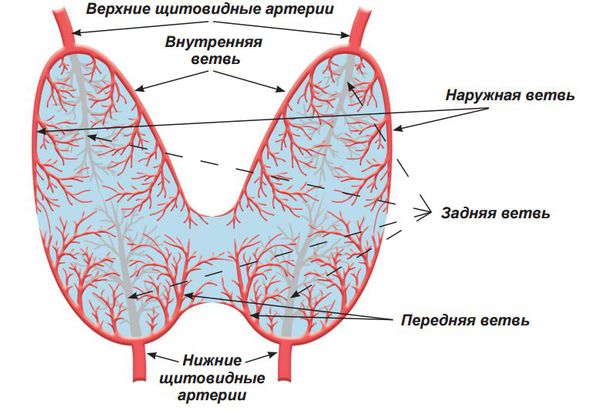Кровоснабжение щитовидной железы
