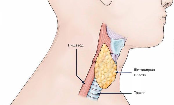 Расположение щитовидной железы, трахеи и пищевода