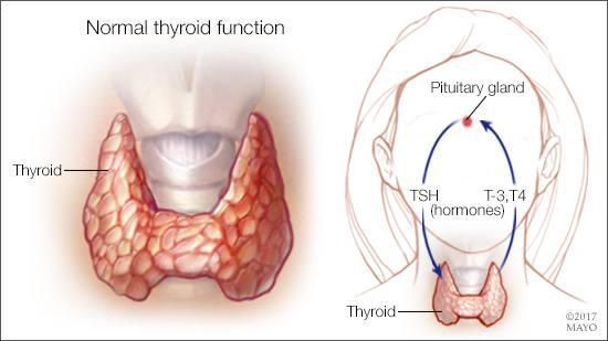 Нормальное функционирование щитовидной железы