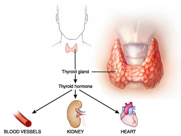 Токсическое воздействие избыточного тиреоидного гормона на организм