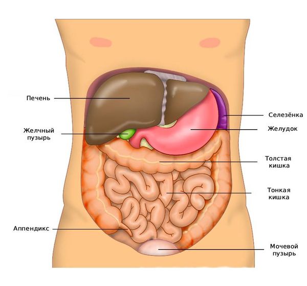 Органы брюшной полости