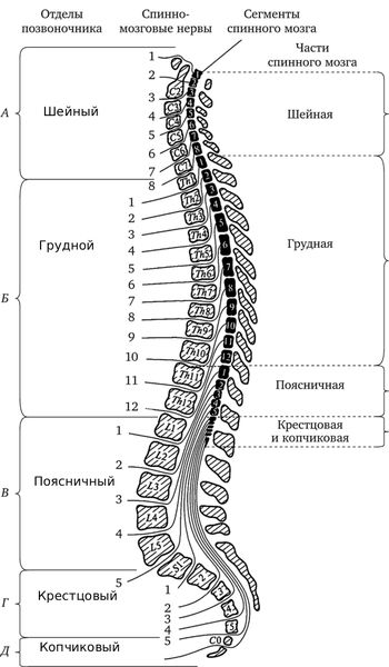 Отделы позвоночного столба и сегменты спинного мозга