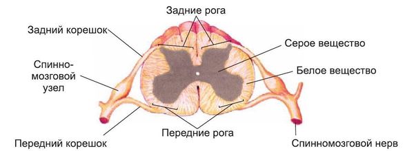 Строение спинного мозга