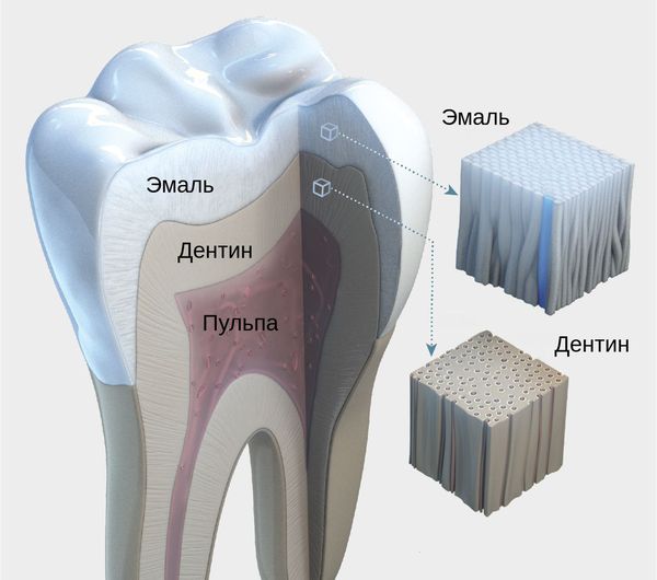 Строение зуба: эмаль, дентин и пульпа