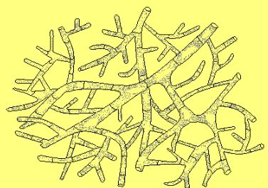 Мицелий гриба