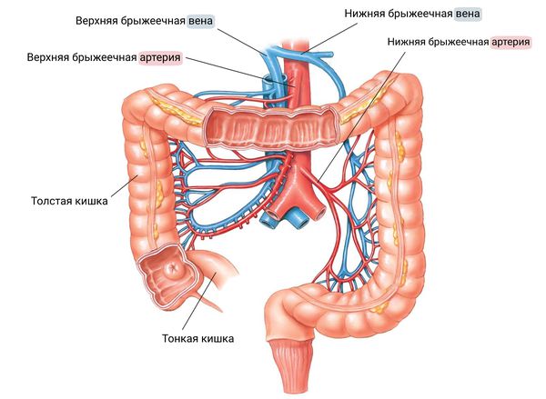Артерии и вены кишечника