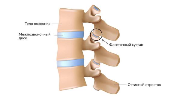 Структуры позвоночника