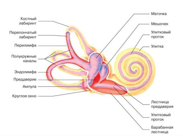 Внутреннее ухо: перилимфа и эндолимфа