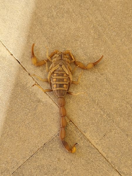 Кавказский скорпион [21]