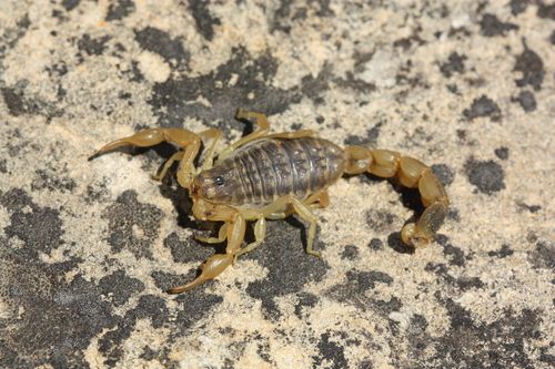 Пёстрый скорпион [1]