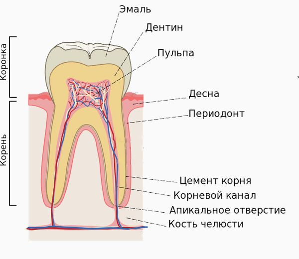 Периодонт, пульпа и другие структуры зуба Периодонт, пульпа и другие структуры зуба