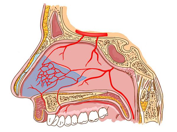 Кровеносные сосуды носовой полости