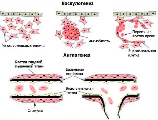 Васкулогенез и ангиогенез