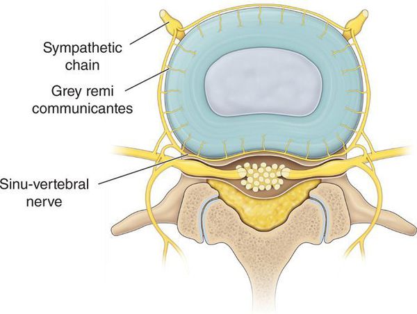 Синувертебральный нерв