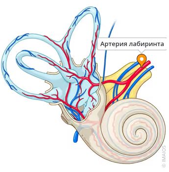Артерия лабиринта [21]