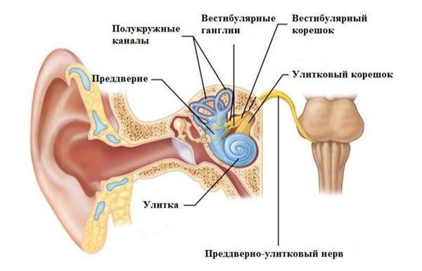 Преддверно-улитковый нерв, его вестибулярный корешок и ганглии