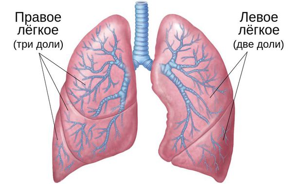 Доли лёгких