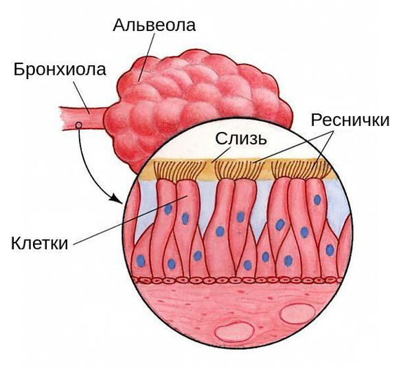 Реснитчатые клетки