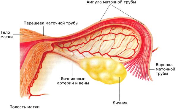 Воспаление яичников у женщин