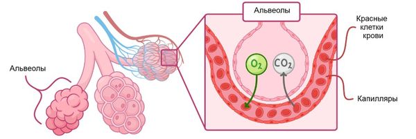 Газообмен в альвеолах