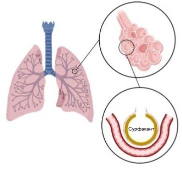 Сурфактант