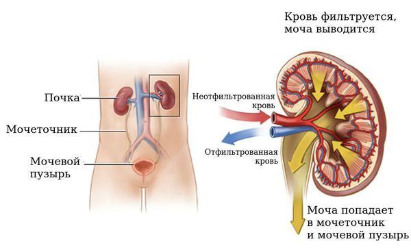 Работа почек и мочевыделительной системы Работа почек и мочевыделительной системы