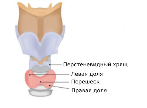 Анатомия щитовидной железы