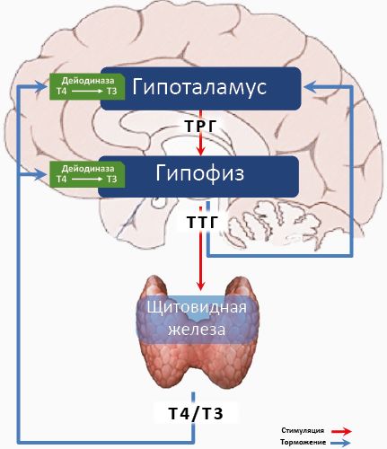 Вы точно человек?