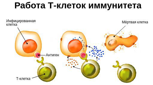 Функция Т-клеток здорового иммунитета