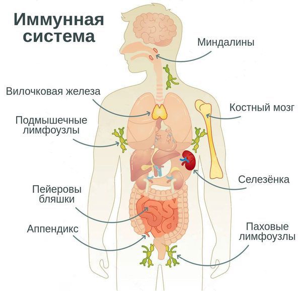 Иммунная система человека