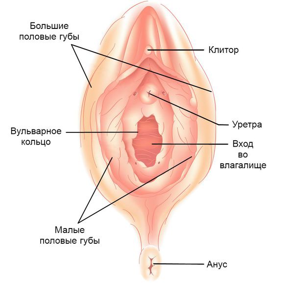 Анатомия вульвы