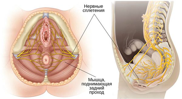 Половой нерв и мышца, поднимающая задний проход