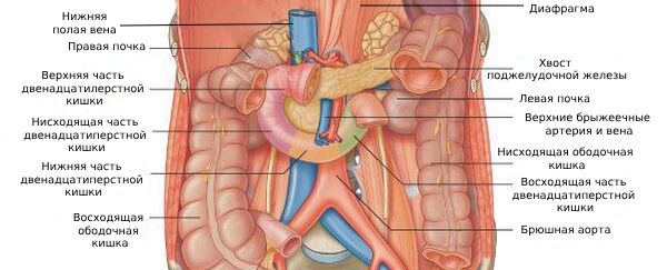 Органы забрюшинного пространства