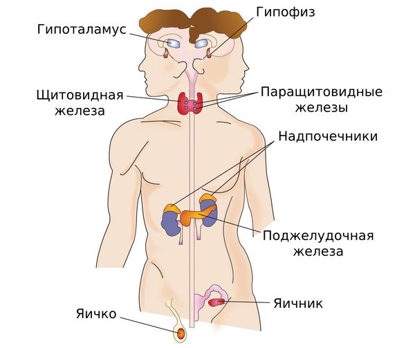 Эндокринная система, отвечающая за выработку гормонов