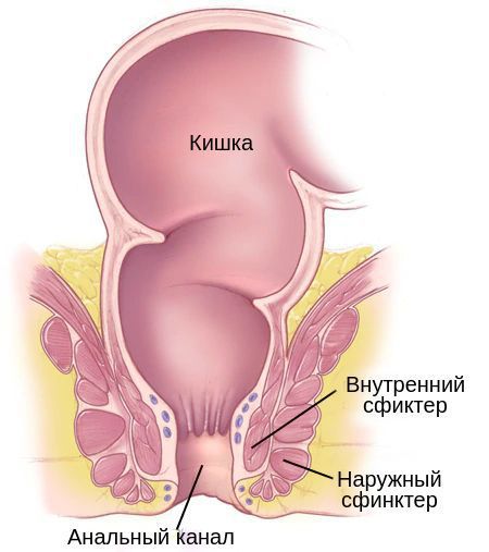 sfinktery analnogo kanala s kuZphcU