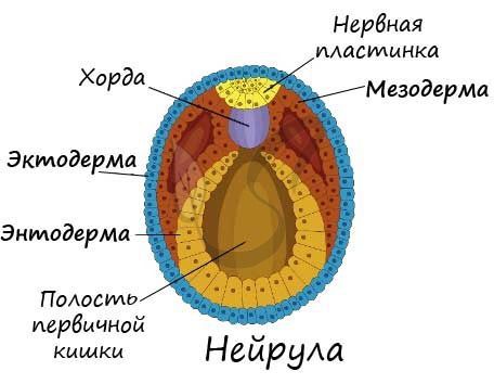 Зародыш человека, состоящий из энто-, экто- и мезодермы