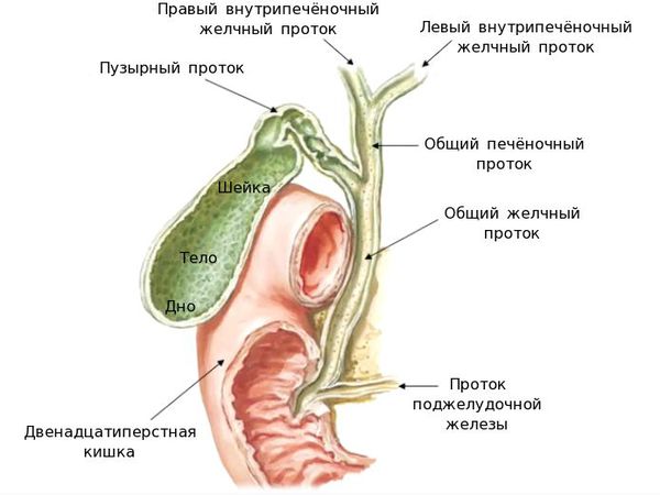 Строение желчного пузыря и его протоков