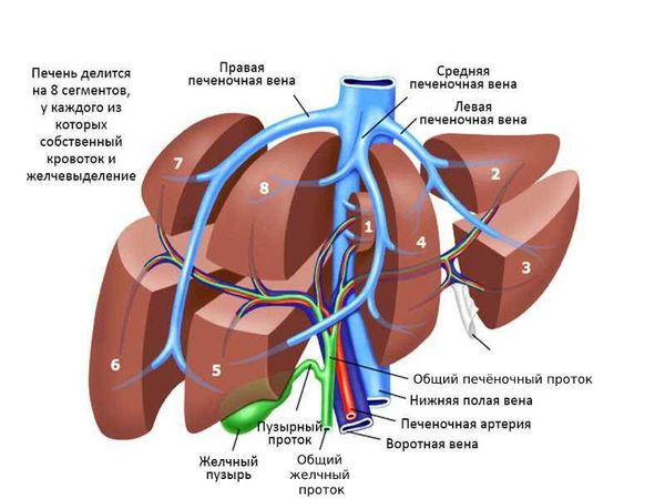 Анатомия печени