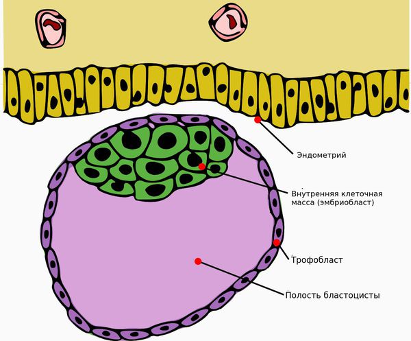 blastocista i endometriy s
