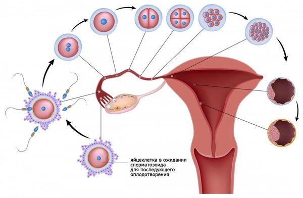 Оплодотворение и имплантация яйцеклетки