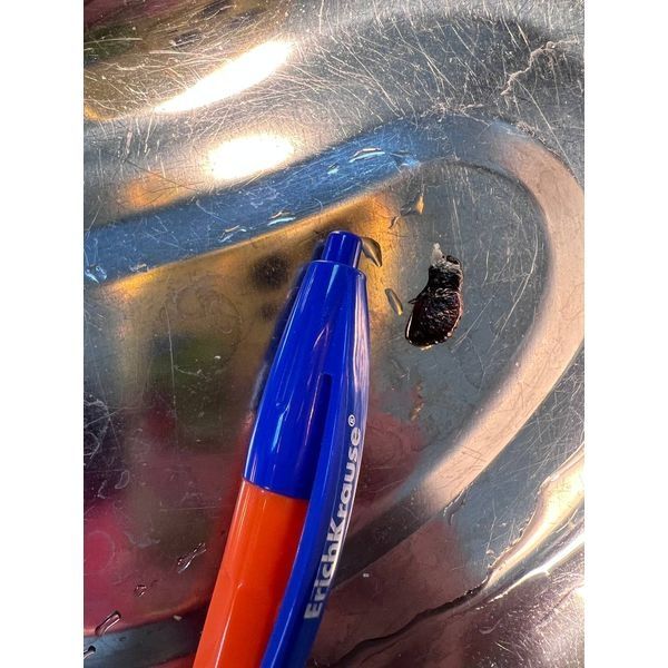 Насекомое из уха пациента